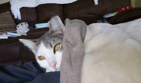 猫咪伺机擅闯民宅 最后竟从容定居!