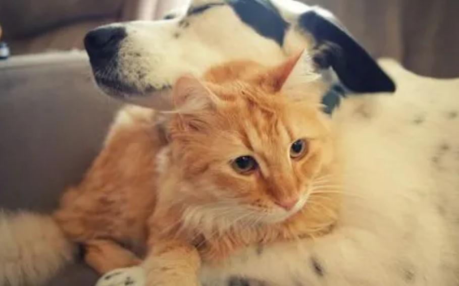 小猫受到惊吓后会有哪些反应