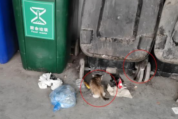 失去狗妈妈追着人跑的小土狗,路人纷纷避让,直到另一位母亲出现 失去狗妈妈追着人跑的小土狗,路人纷纷避让,直到另一位母亲出现