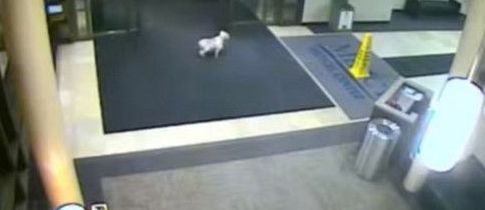 忠犬为见心爱的主人 不远千里仅凭气味找到医院