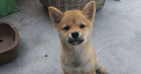 假期结束了,柴犬要跟主人家离去家乡了,可它都还没玩够 假期结束了,柴犬要跟主人家离去家乡了,可它都还没玩够
