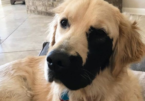 黄金猎犬戴半边面罩 超特别长相成独一无二狗狗! 黄金猎犬戴半边面罩 超特别长相成独一无二狗狗!