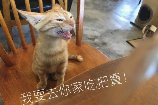 超萌小橘猫跳上椅子想讨吃 超萌表情被做养我图