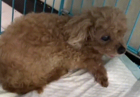 陪伴主人十几年的狗狗,竟因年老被丢弃,被救后它一直在思念主人 陪伴主人十几年的狗狗,竟因年老被丢弃,被救后它一直在思念主人