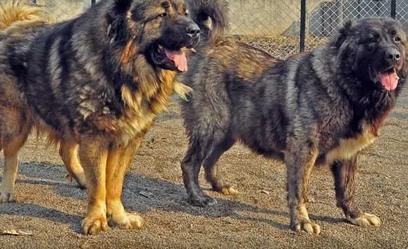 高加索犬得了犬瘟热怎么办?不要慌,这些方法记好就行! 高加索犬得了犬瘟热怎么办?不要慌,这些方法记好就行!