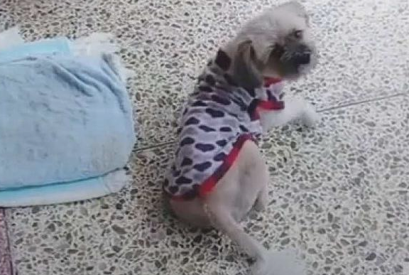 深更半夜流浪犬冲着女生“行礼”,还认为在卖萌,得知缘故她心痛十分 深更半夜流浪犬冲着女生“行礼”,还认为在卖萌,得知缘故她心痛十分