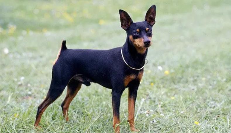 小鹿犬是不是叫做曼彻斯特梗