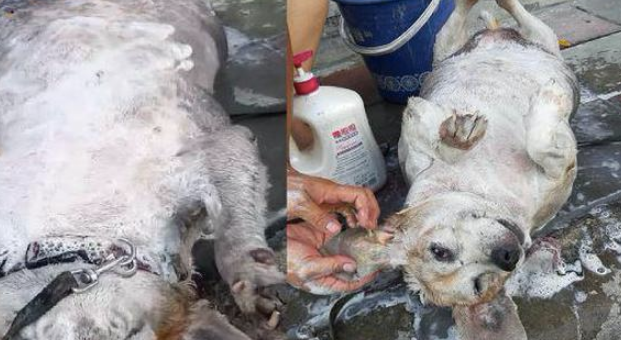 主人家马路边给狗狗洗澡，过路人还误认为是在洗生猪肉，实在太长胖了！