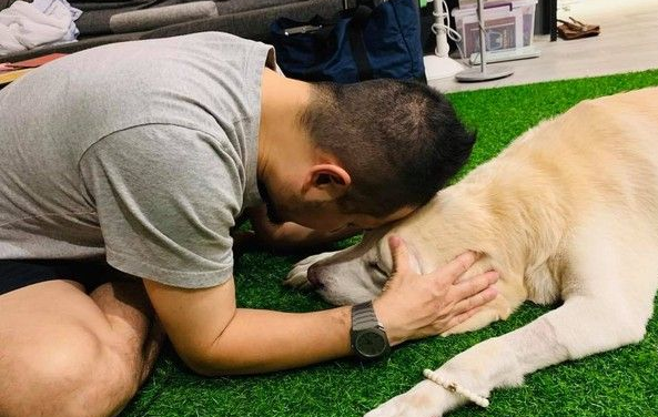 14岁爱犬患癌痛苦不已 主人将30公斤狗狗抱回家 14岁爱犬患癌痛苦不已 主人将30公斤狗狗抱回家