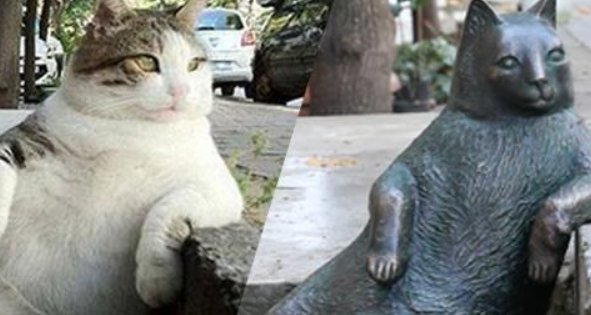 超萌慵懒猫Tombili过世 土耳其设立雕像纪念