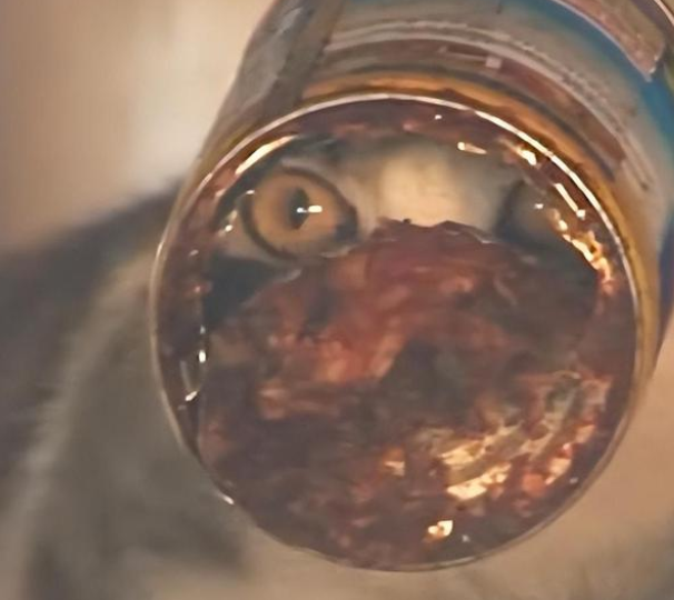 为了一口食物,猫咪头部被卡罐头数日 为了一口食物,猫咪头部被卡罐头数日