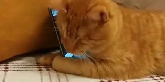 全盲猫咪听见琴音超喜欢 爱猫钢琴家又多位忠实听众 全盲猫咪听见琴音超喜欢 爱猫钢琴家又多位忠实听众