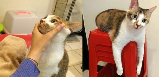 传说中的人类吗?天才猫咪竟然开口喊妈妈