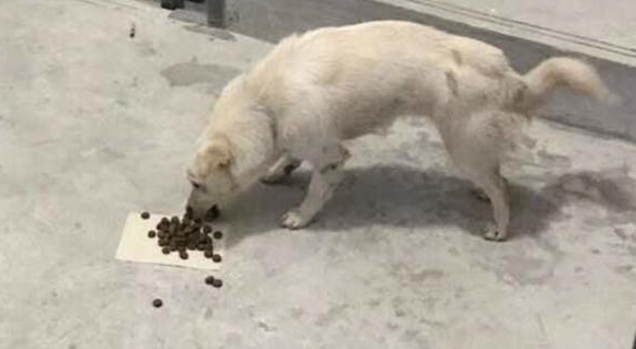 寒风凛冽流浪犬跑来楼道供暖,还将头埋在身体里,样子叫人心痛 寒风凛冽流浪犬跑来楼道供暖,还将头埋在身体里,样子叫人心痛