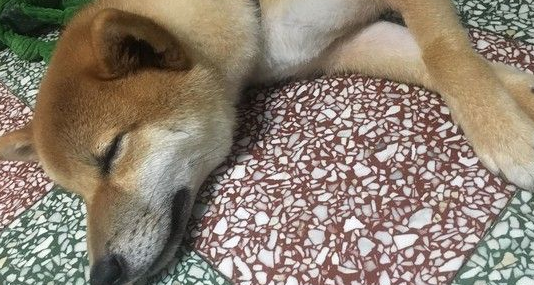 超可爱狗狗 被阿嬷溺宠舍身陪睡地板