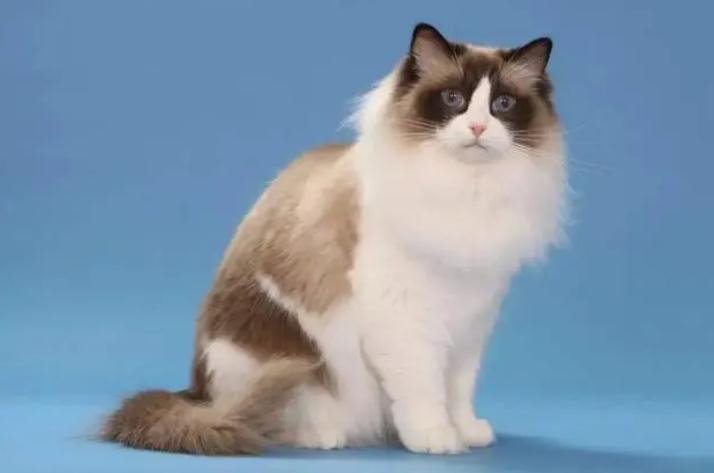 布拉迪益生菌猫咪该怎么吃