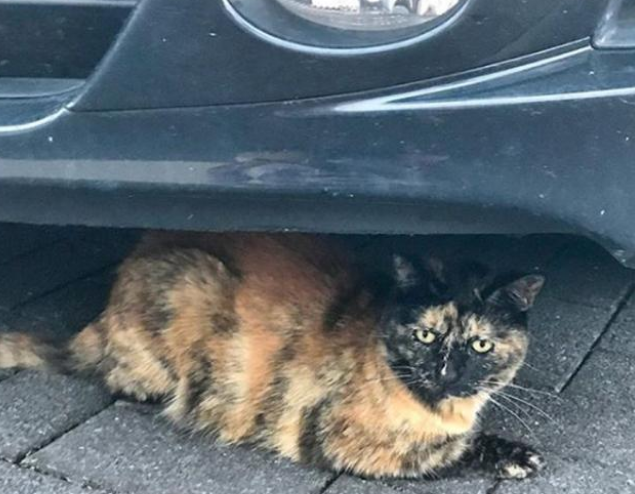 主人临终将猫托付给子女，猫却独自寻找了她十年，结局让人泪目