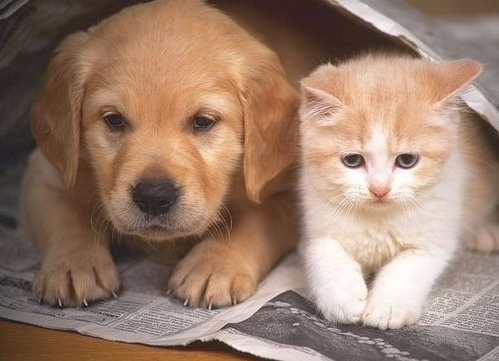 狗和猫能好好玩耍不?
