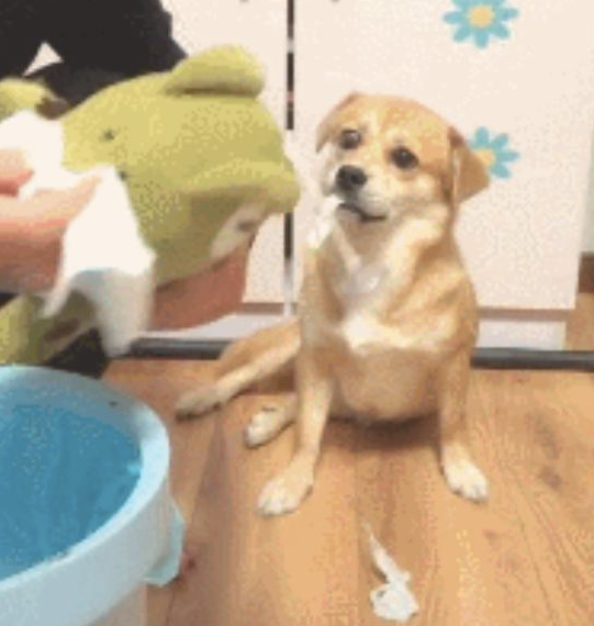 网友当众狗狗的面欧打玩具，它立刻就把纸呕吐出去，狗：我错了！
