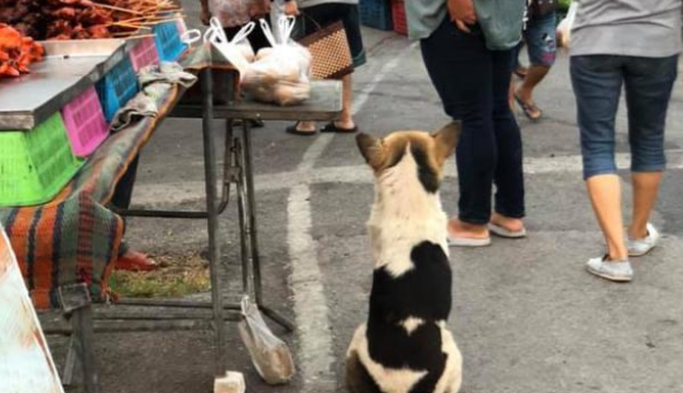集市上的怀孕流浪狗，大着肚子四处觅食，获救后好心人带它去绝育