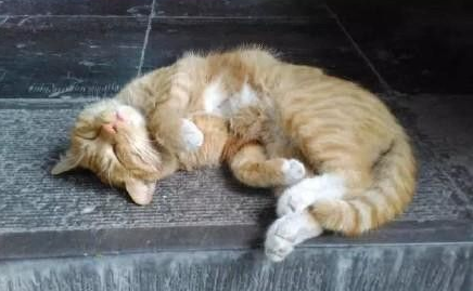 碑林博物馆网红猫抓伤幼童 小猫一家恐驱逐 碑林博物馆网红猫抓伤幼童 小猫一家恐驱逐