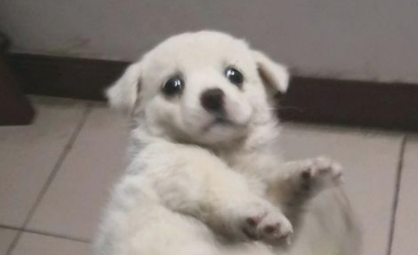 喂流浪犬点吃的后,殊不知狗狗如何赶都不动,那一刻女生忍不住泪流满面 喂流浪犬点吃的后,殊不知狗狗如何赶都不动,那一刻女生忍不住泪流满面