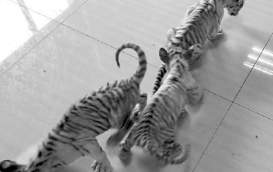 商务车里装波斯猫 警察一查竟是三只小白虎