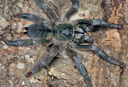 逃脱能力非比寻常的千里达老虎尾,饲养是不是很难?