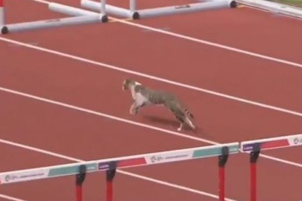 有趣!猫咪也来光顾印尼亚运 可爱身影让人忍俊不禁 有趣!猫咪也来光顾印尼亚运 可爱身影让人忍俊不禁