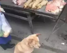 流浪狗每日都到肉摊前坐着，都认为来讨吃的，老板就说：来知恩图报！