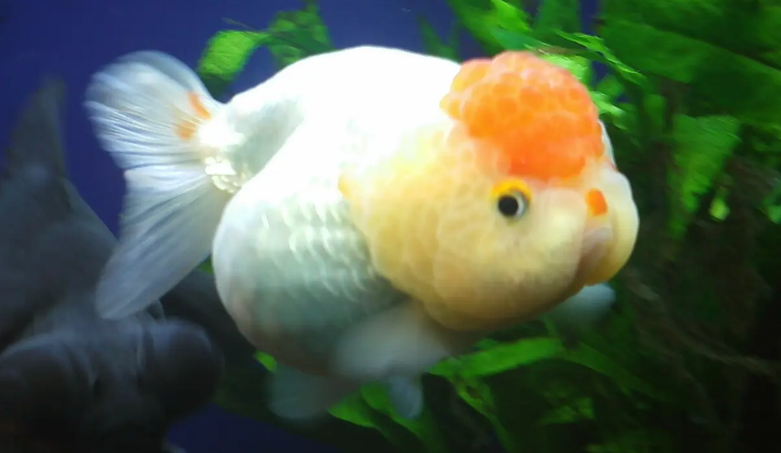 还有一点要注意红虎头金鱼的情绪,如果红虎头金鱼饿了