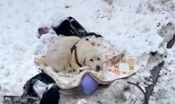 刚生完小狗的拉布拉多犬,被丢在冰天雪地,它的哀嚎声让人心疼 刚生完小狗的拉布拉多犬,被丢在冰天雪地,它的哀嚎声让人心疼