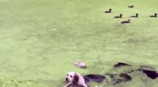 狗狗兴奋奔向绿草地 下一秒却瞬间消失了