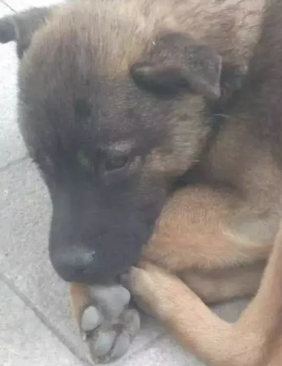 被主人抛下的流浪犬,却舍不得离去,女朋友反感狗有异味 被主人抛下的流浪犬,却舍不得离去,女朋友反感狗有异味