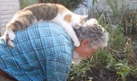 猫奴弯腰忙园艺 喵星人跳背上忘情地蹭蹭舔舔好满足 猫奴弯腰忙园艺 喵星人跳背上忘情地蹭蹭舔舔好满足