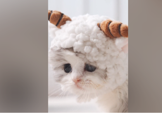 小奶猫带头套,萌物驾到