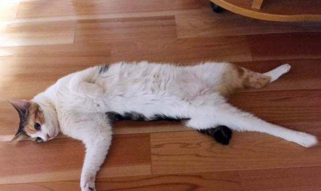 冬天猫咪十大取暖神器，据说集齐之后，可以召唤一大群喵星人！