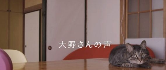 猫咪到底认得主人声音吗？答案在这支广告里