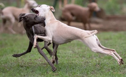 纯种灵缇犬多少钱一只-宠物网