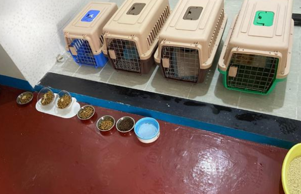 5只猫被主人摔死竟是谣言！事情真相让人心痛