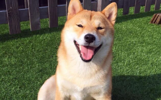 日本秋田犬和柴犬有什么区别