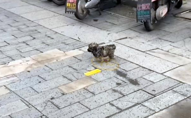 失去狗妈妈追着人跑的小土狗,路人纷纷避让,直到另一位母亲出现 失去狗妈妈追着人跑的小土狗,路人纷纷避让,直到另一位母亲出现