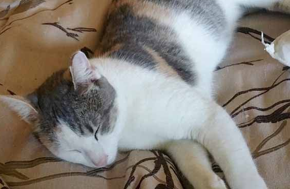 猫咪伺机擅闯民宅 最后竟从容定居! 猫咪伺机擅闯民宅 最后竟从容定居!