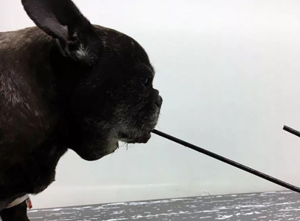 11岁的萌宝斗牛犬由于它基本上狗命不保，出门时小狗要关紧
