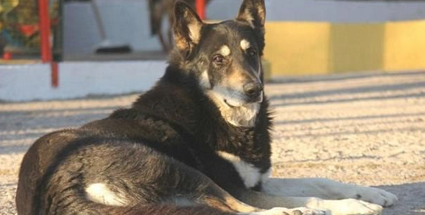忠犬依靠自己寻找主人墓葬,独自一人守墓十一年,过世后差点儿和主人合墓 忠犬依靠自己寻找主人墓葬,独自一人守墓十一年,过世后差点儿和主人合墓