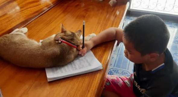 小主人认真写作业,屡屡被猫咪疯狂打扰:有猫还想学习? 小主人认真写作业,屡屡被猫咪疯狂打扰:有猫还想学习?