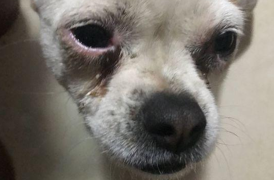 道上多看阅读流浪狗双眼就追随女生一路，回来发觉它还要原地一瞬间泪崩