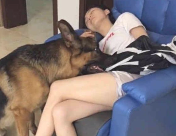 女主人在布艺沙发上入睡后，宠物狗渐渐地靠近