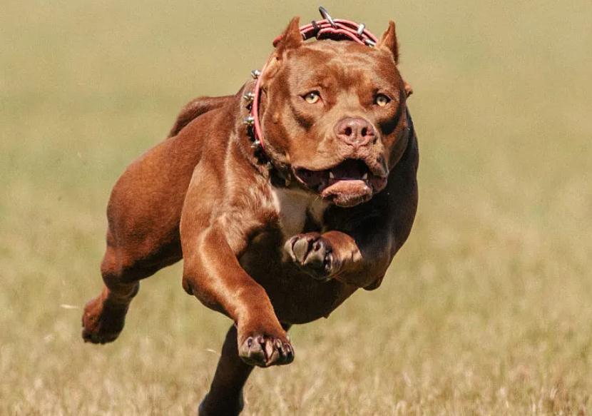 美国比特犬是宠物犬吗