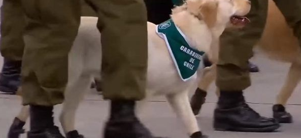 史上最可爱阅兵典礼 未来的军警犬来见世面啦 史上最可爱阅兵典礼 未来的军警犬来见世面啦